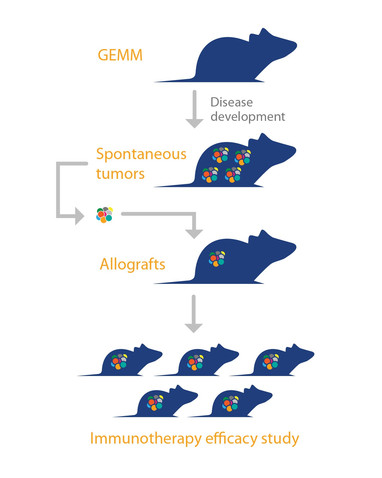 Mouse Allograft Models A GEMMDerived Efficacy Testing Platform