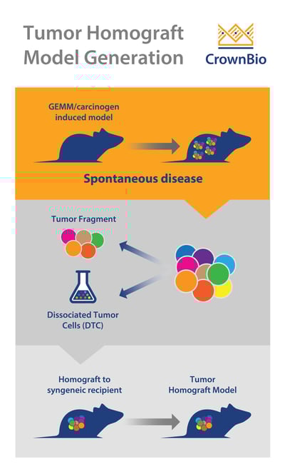 Generating tumor homograft models via tumor fragments and dissociated tumor cells