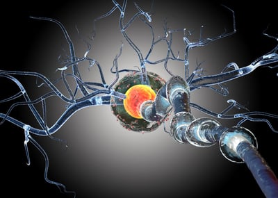 nerve cells, multiple sclerosis, preclinical multiple sclerosis models, MS