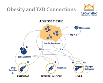 graphic exploring the connection between obesity and type 2 diabetes