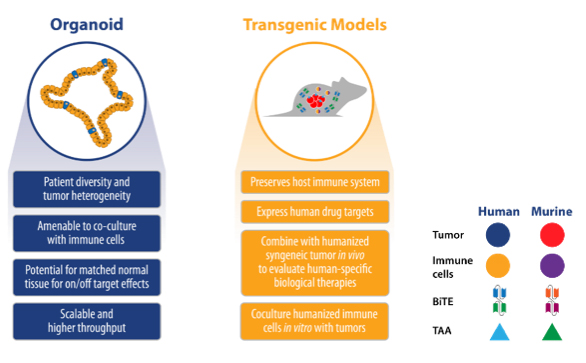 organoid transgenic models
