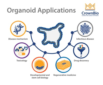 graphic of organoid applications including drug discovery, toxicology, stem cell biology, regenerative medicine, studying disease mechanisms