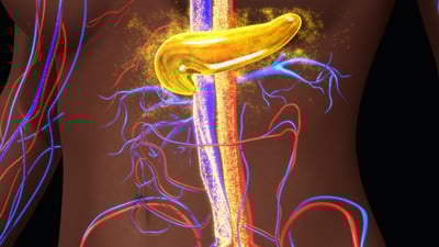 pancreas releasing insulin, insulin resistance leading to diabetes, diabetes research