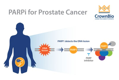 PARP inhibitors (PARPi) in prostate cancer treatment