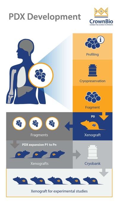 PDX patient derived tumor xenograft development, characterization, validation, humanized PDX immuno-oncology study