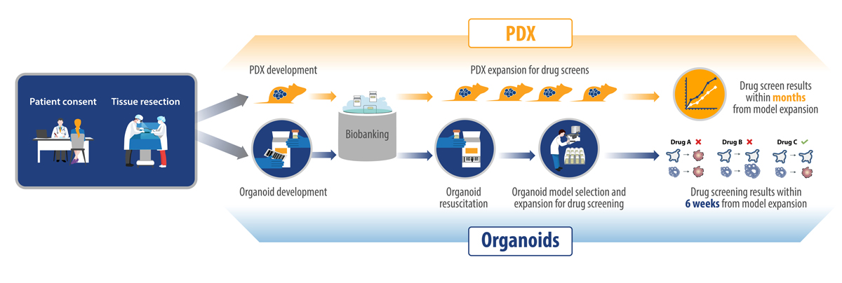 The Role of Patient-Derived Tumor Organoids in Precision Medicine