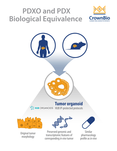 pdxo and pdx biological equivalence