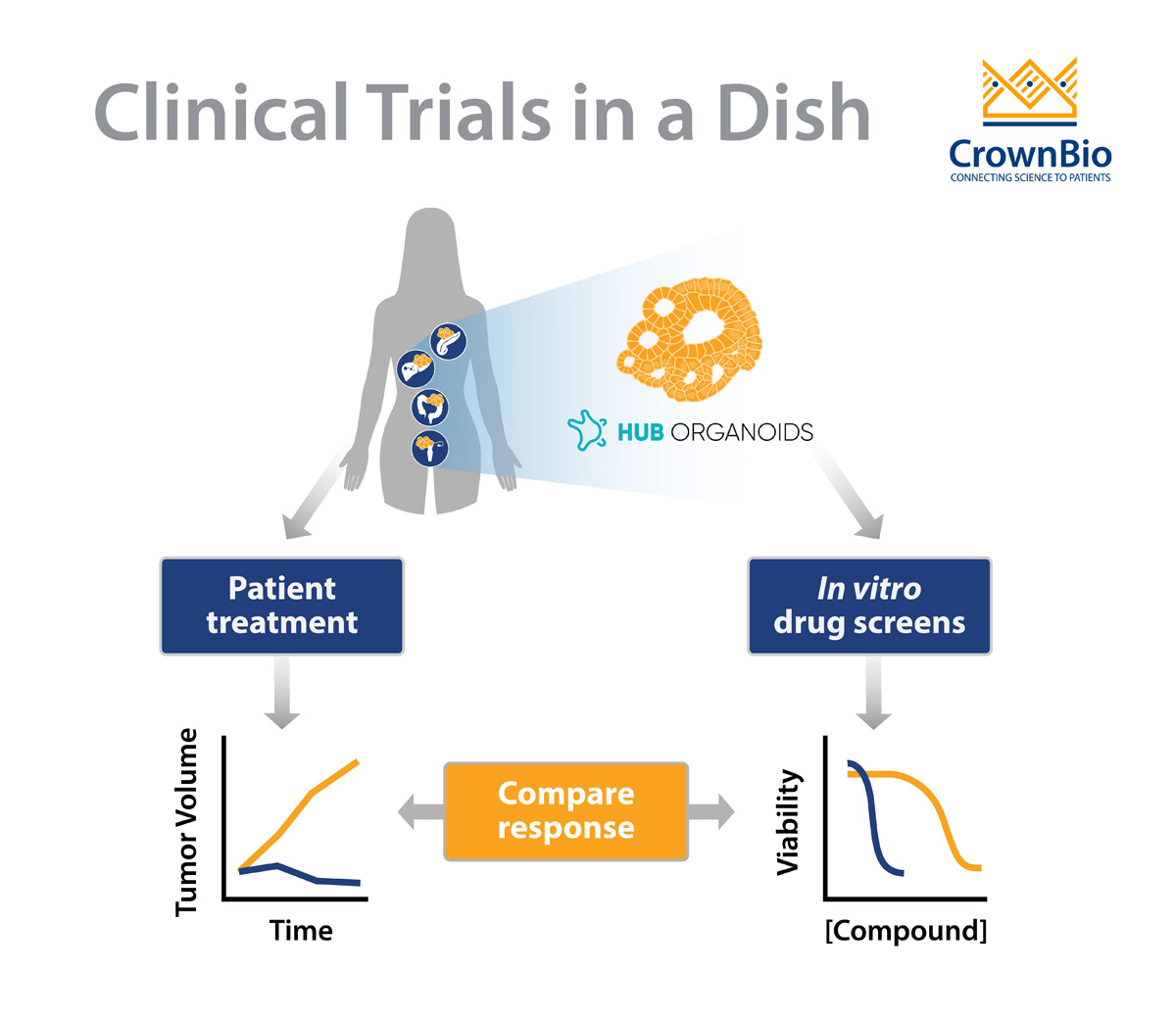 Predicting Clinical Treatment Responses Using HUB Tumor Organoids