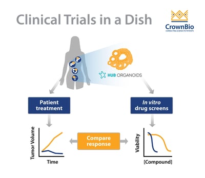 Predicting Clinical Treatment Responses Using HUB Tumor Organoids in a Clinical Trial in a Dish