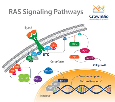The RAS signaling pathway in oncology, from extracellular stimulus to nuclear function