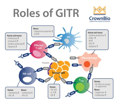 roles of GITR and importance of GITR agonists in I/O