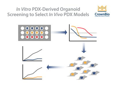 Select the Right In Vivo PDX Using PDX-Derived Organoids (PDXO)