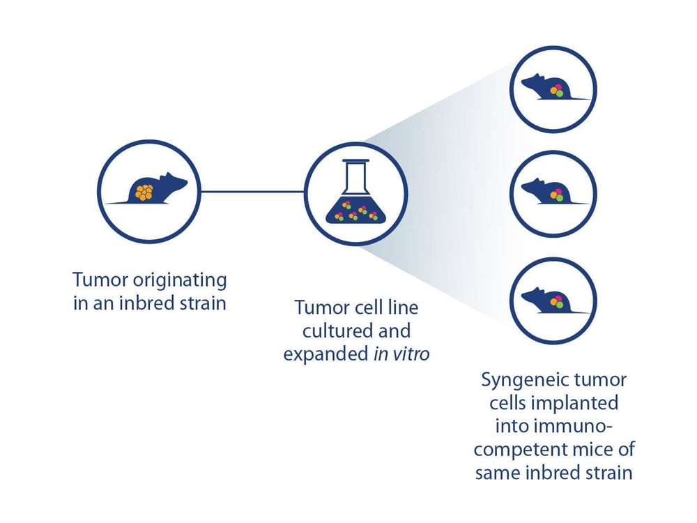 Syngeneic Tumor Mouse Models The Pros and Cons