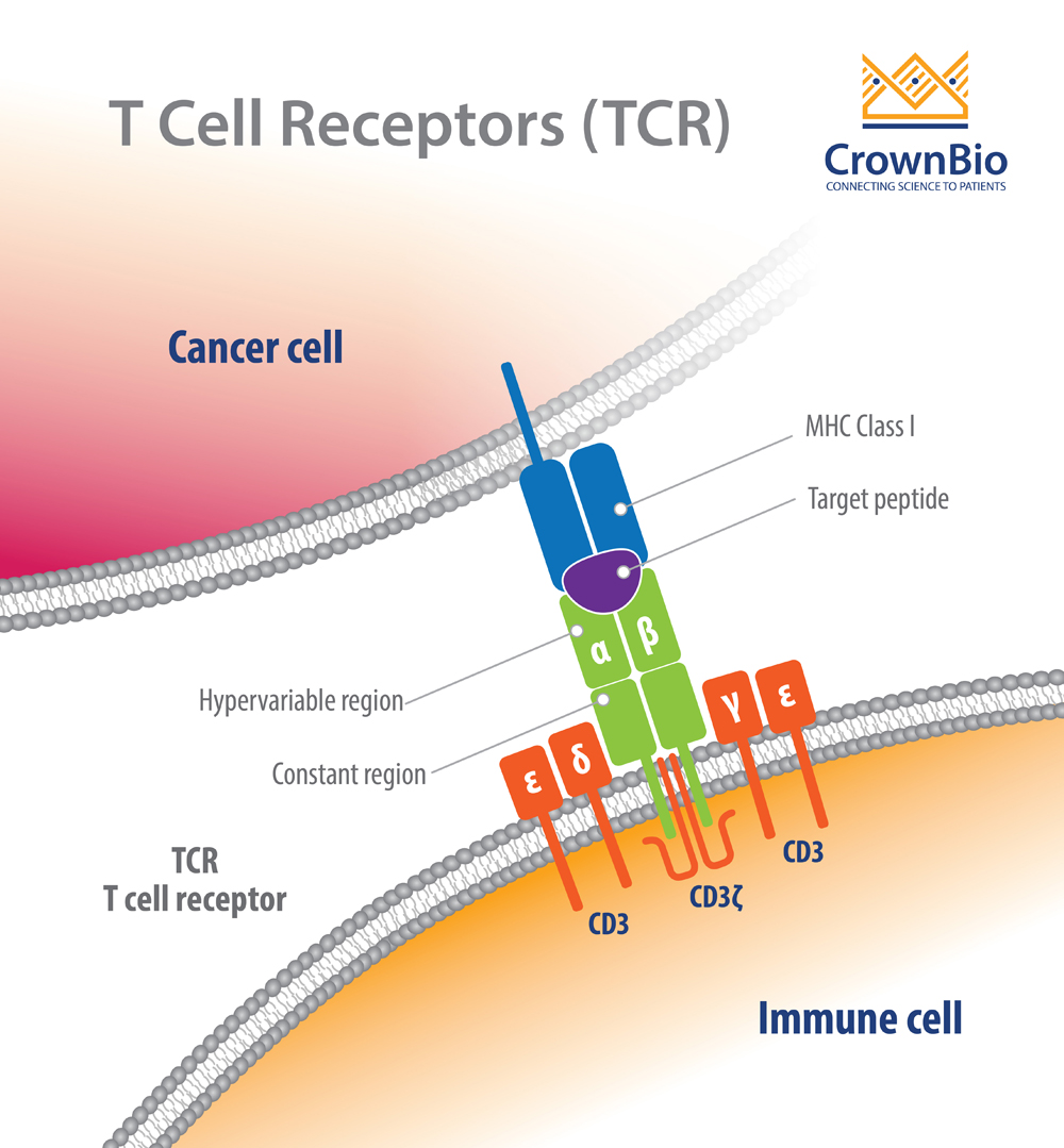 Recognizing And Profiling T Cell Receptors 6096