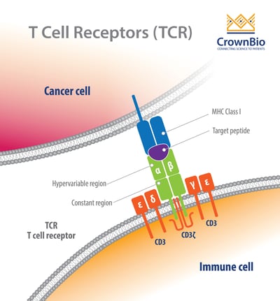 T cell receptor image, showing TCR structure and binding to MHC class I and target peptide