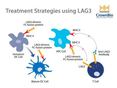 Immunotherapy treatment strategies using LAG3 including antagonistic checkpoint inhibitor antibodies and antigen presenting cell activation