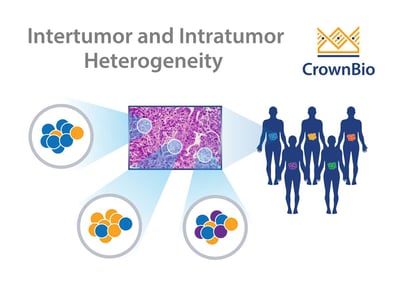 example graphic showing patient intratumor and intertumor heterogeneity