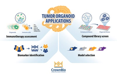 Top 4 Applications for Tumor Organoids in Oncology Drug Development 