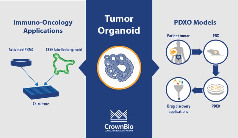 applications of tumor organoids for immuno-oncology studies and drug screening using PDX-derived organoids (PDXO)