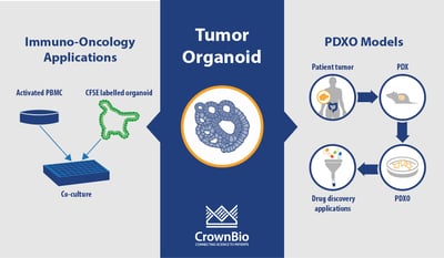 applications of tumor organoids for immuno-oncology studies and drug screening using PDX-derived organoids (PDXO)