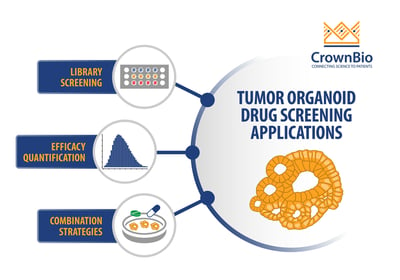 tumor organoids for drug screening applications including library screening, efficacy quantification, combination strategy evaluation