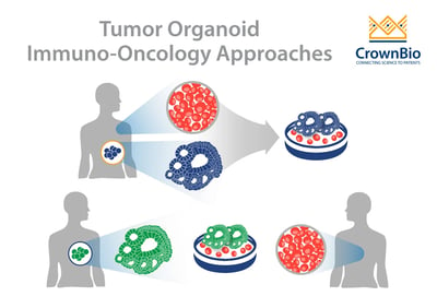 tumor organoids for immuno-oncology applications