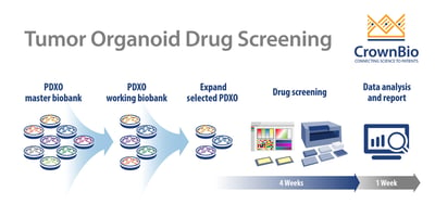 tumor organoid workflow of oncology high throughput drug screening