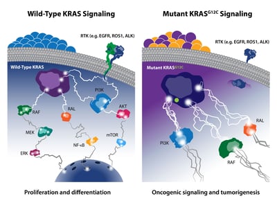 wild type and mutant KRAS signaling