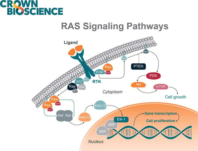 The RAS signaling pathway in oncology, from extracellular stimulus to nuclear function