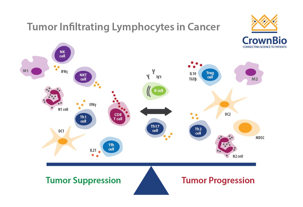 Tumor Infiltrating Lymphocytes: Conflicting Approaches In Immuno-Oncology