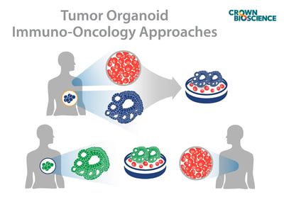 tumor organoids for immuno-oncology applications