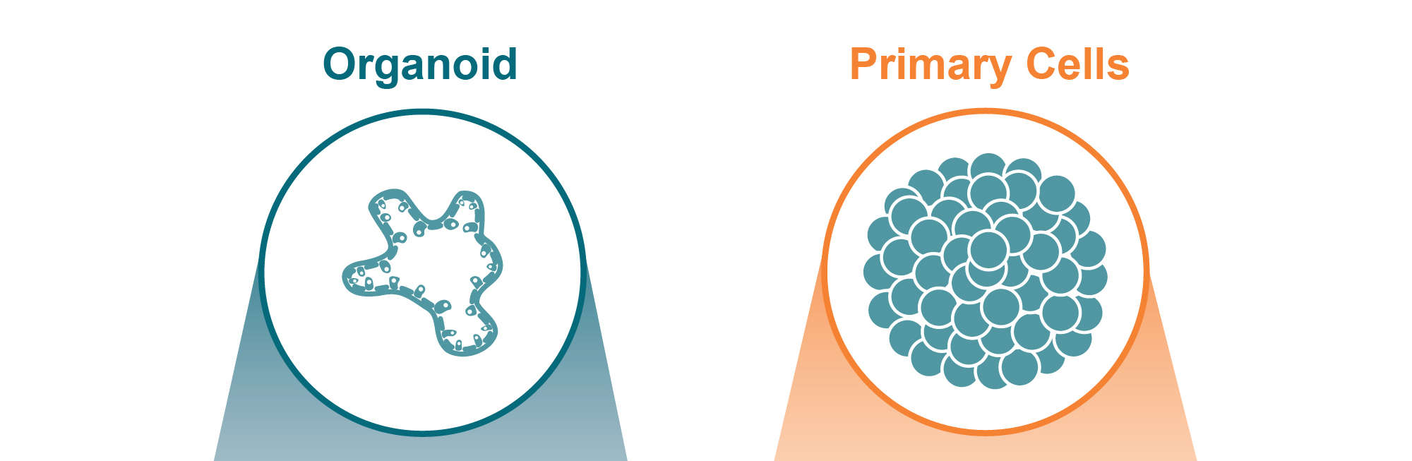 How Are Organoids Different from 3D Primary Cell Cultures?