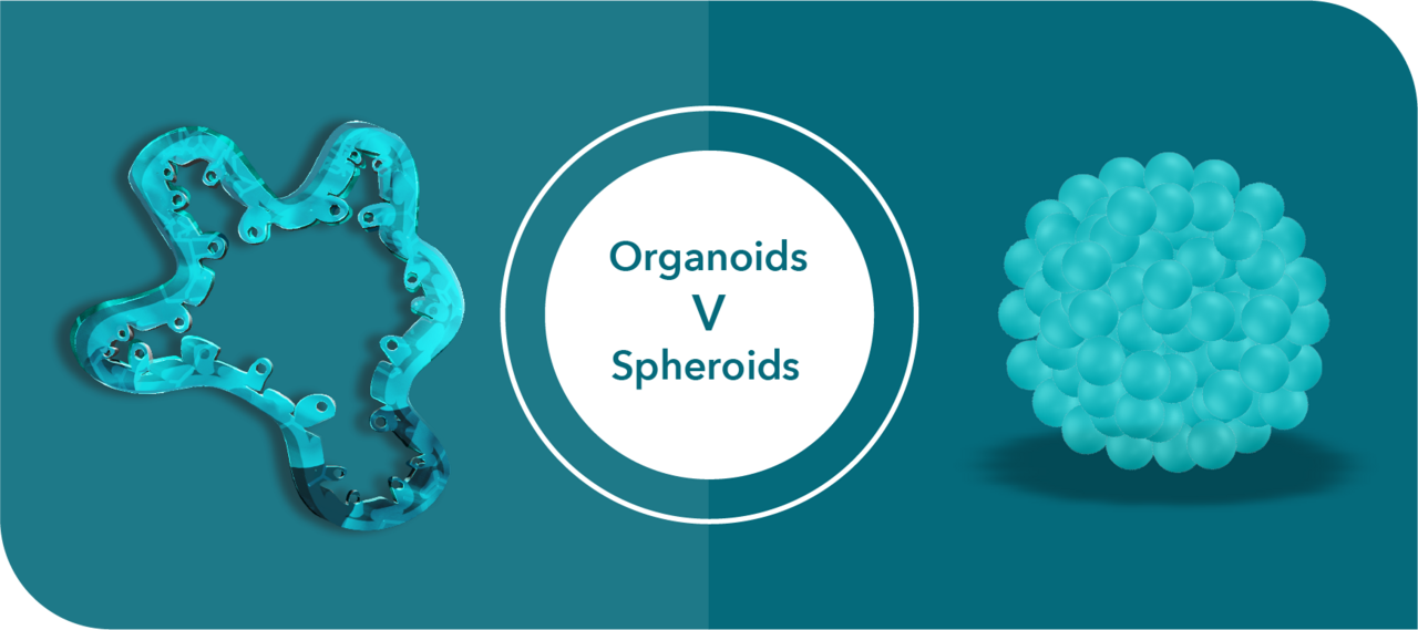 Organoids Versus Spheroids: The 3D Difference Matters!
