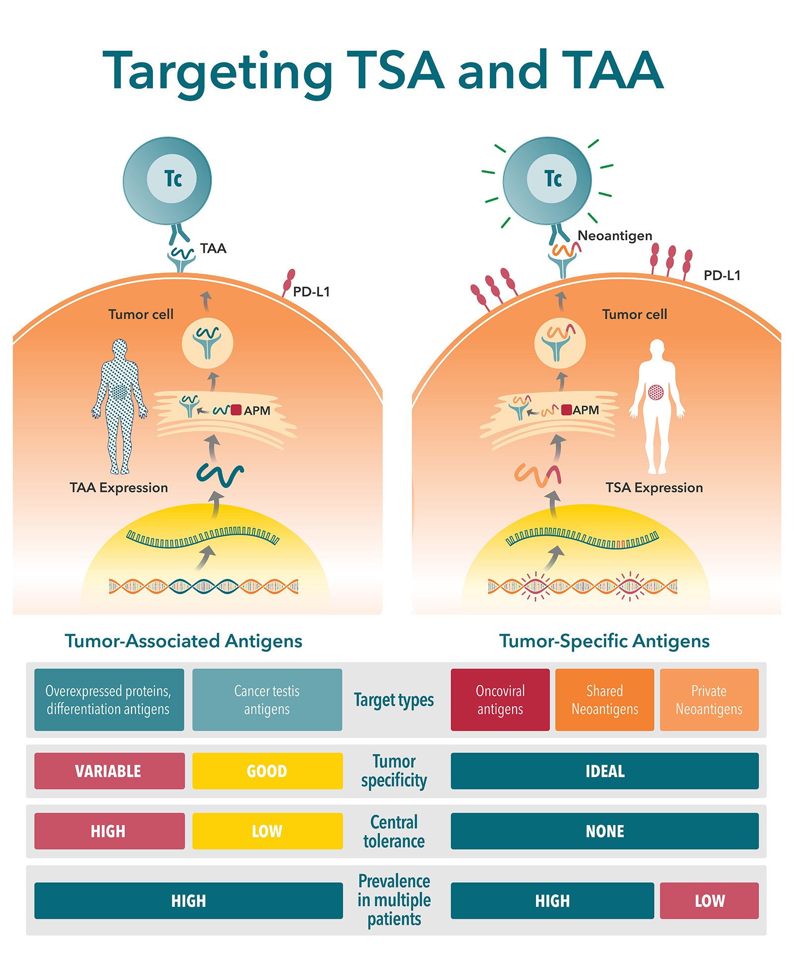 targeting tumor specific antigens and tumor associated antigens