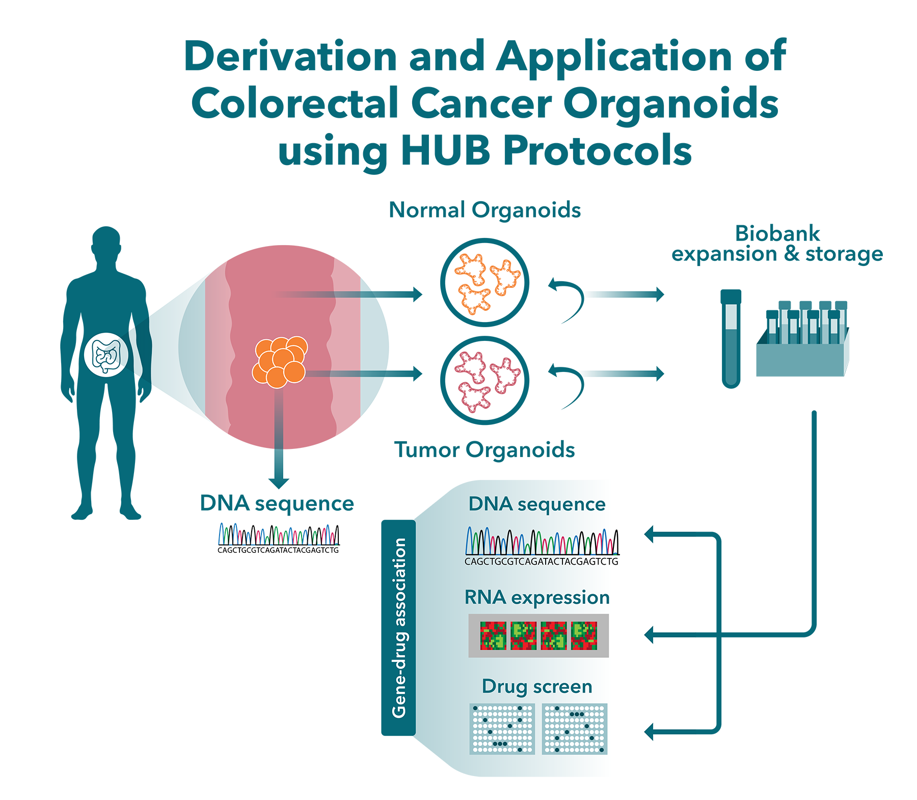 derivation and application of colorectal tumor organoids using the hans clevers method