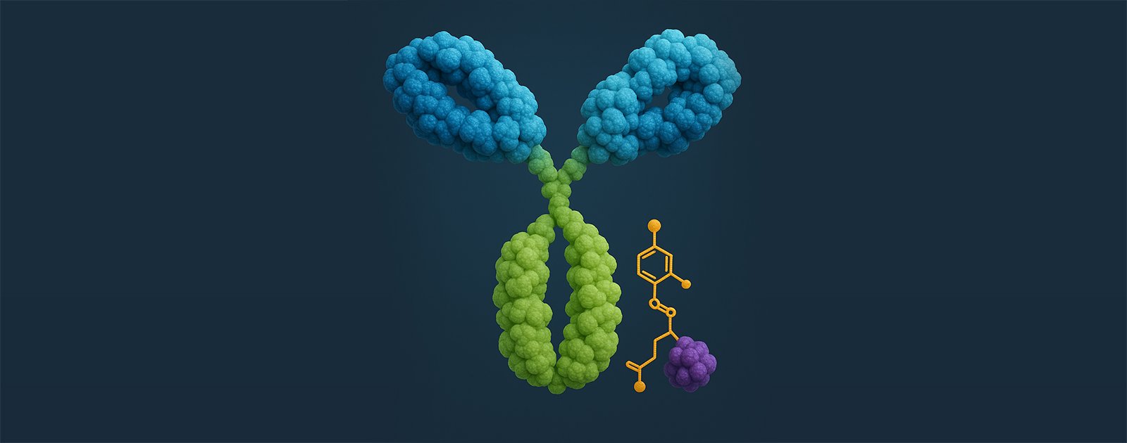 Key assays and analytical techniques for the development of antibody drug conjugates