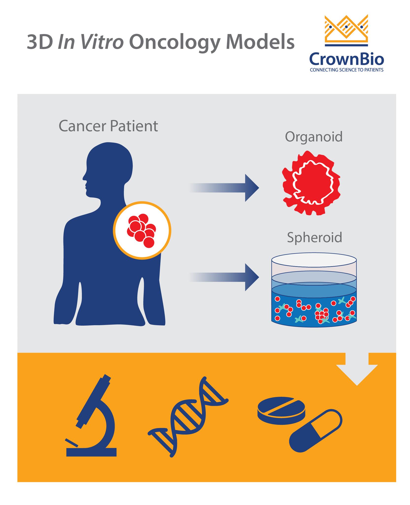 Facilitating Drug Discovery with 3D In Vitro Oncology Models