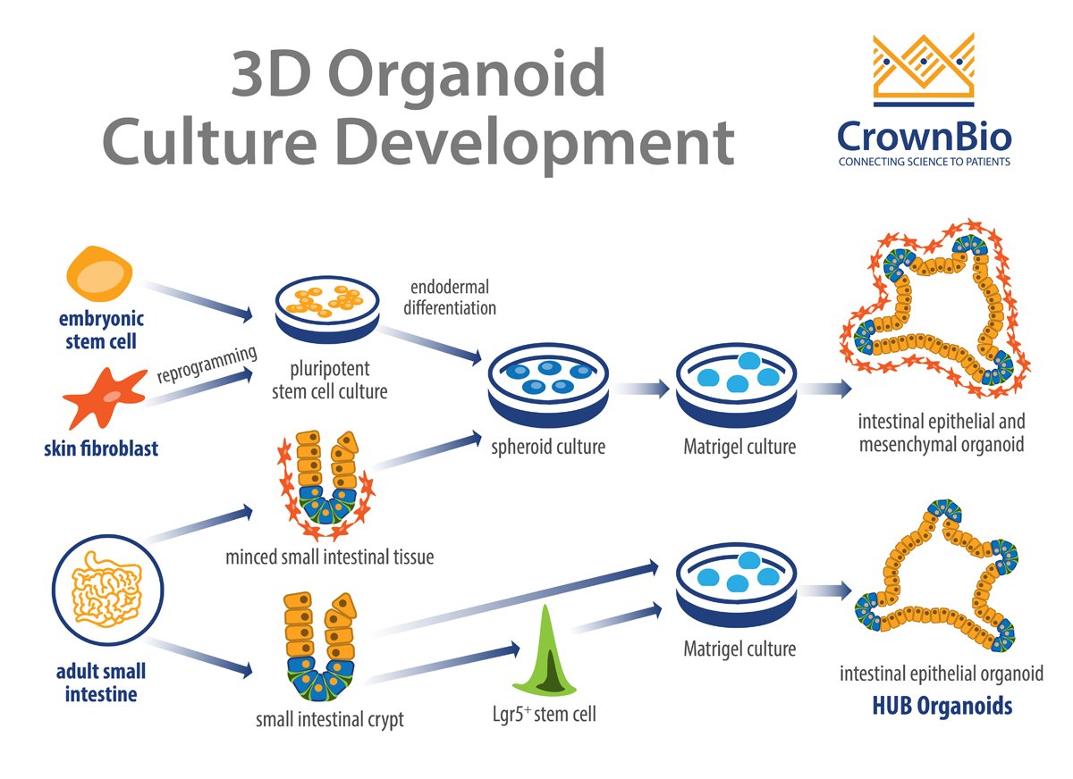 development of HUB epithelial organoids from lgr5+ adult stem cells vs other culture methods