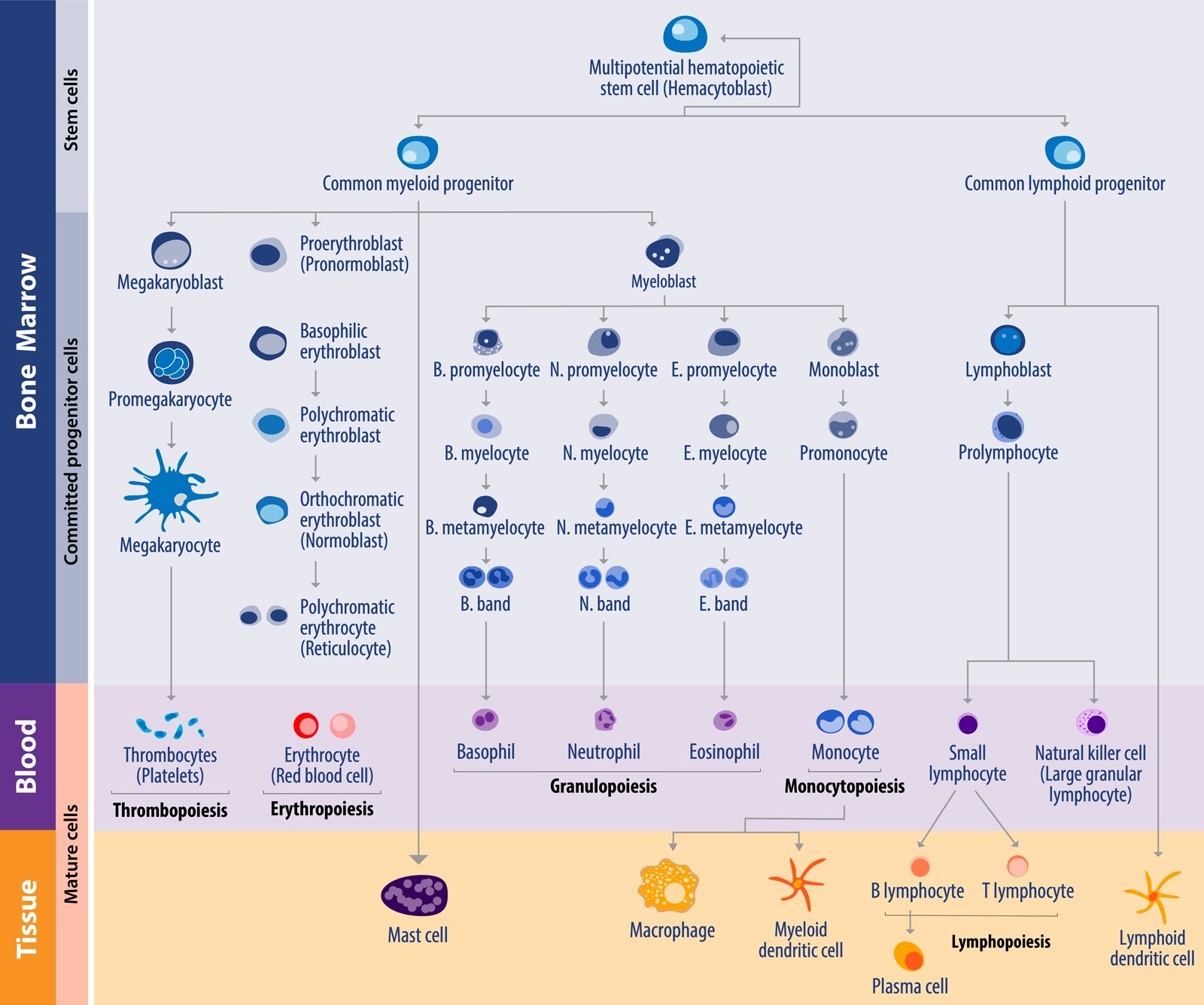 hematopoeisis, graphic showing the development of different blood cells in humans including morphological characteristics