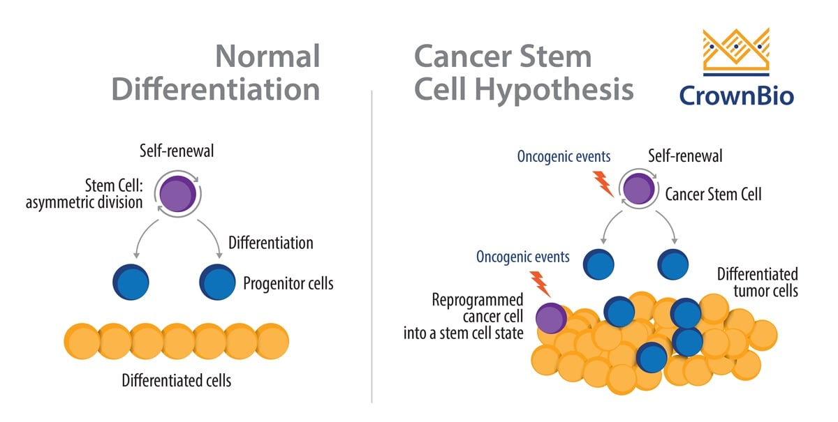 Cancer stem cell hypothesis compared with normal stem cell differentiation