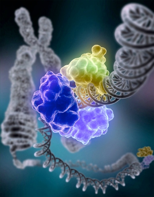 dna repair complex on dna, parp inhibitor 2017 review, data update and FDA approvals