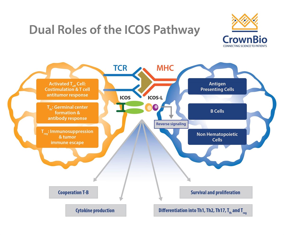 Dual roles of ICOS pathway, T cell receptor target in immunotherapy