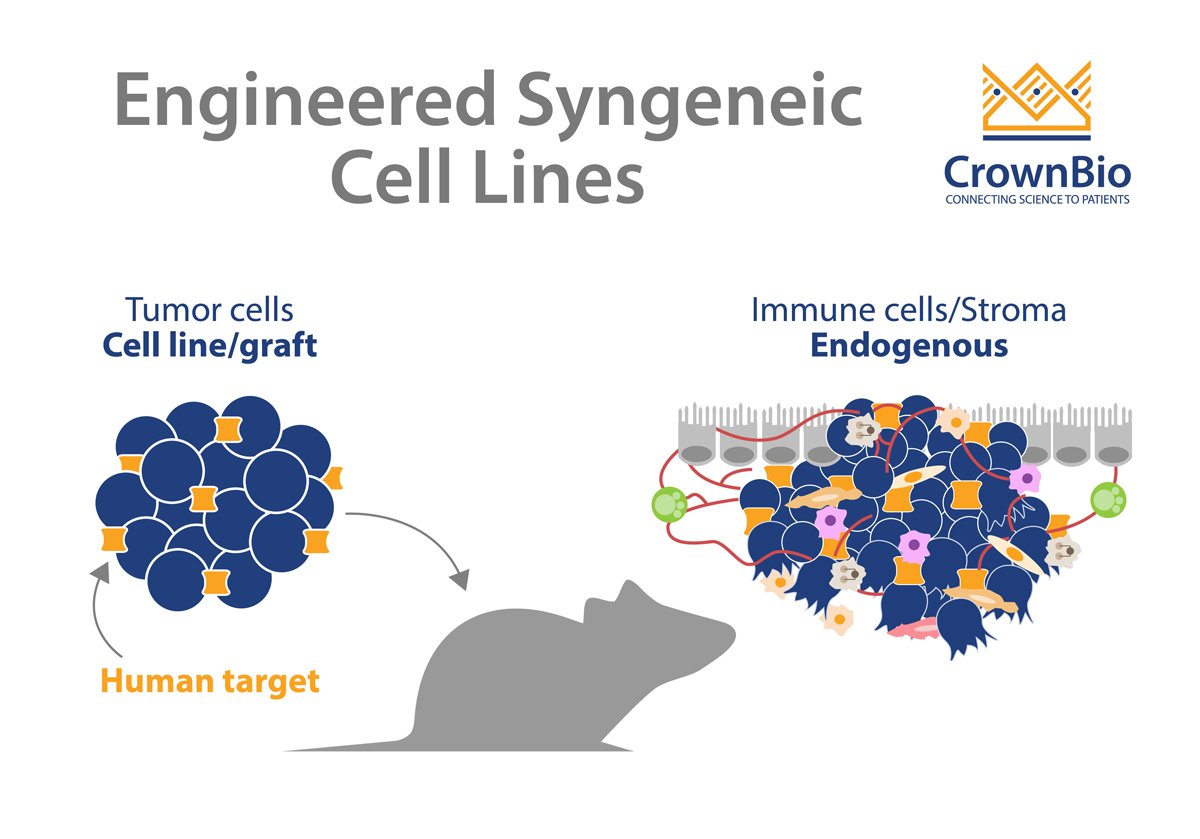 Applications and Benefits of Engineered Syngeneic Cell Lines