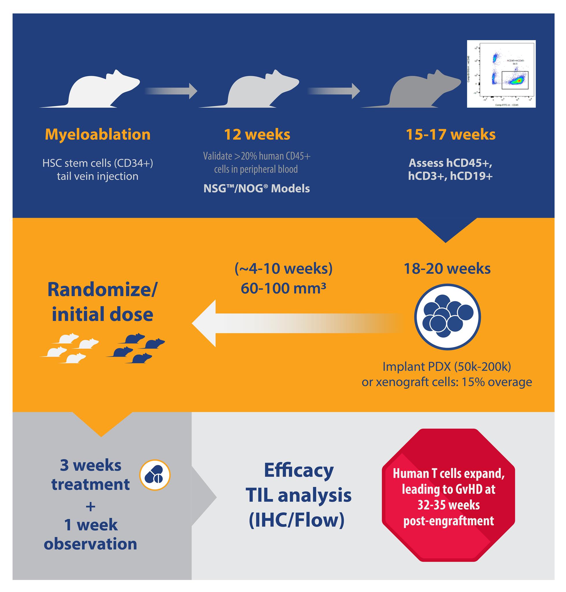 hCD34+ HSC humanized mouse model immuno-oncology study design flowchart 