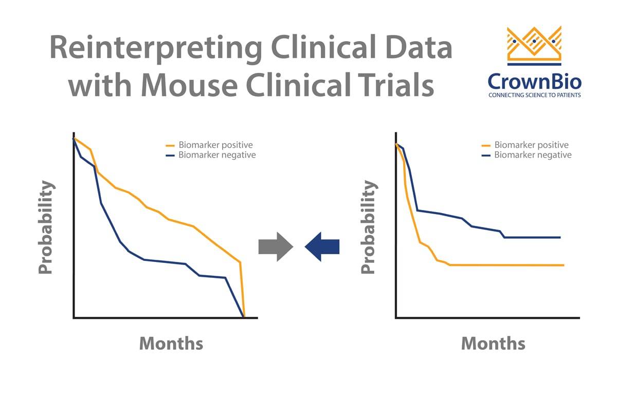 How to Use Mouse Clinical Trials to Reinterpret Clinical Results