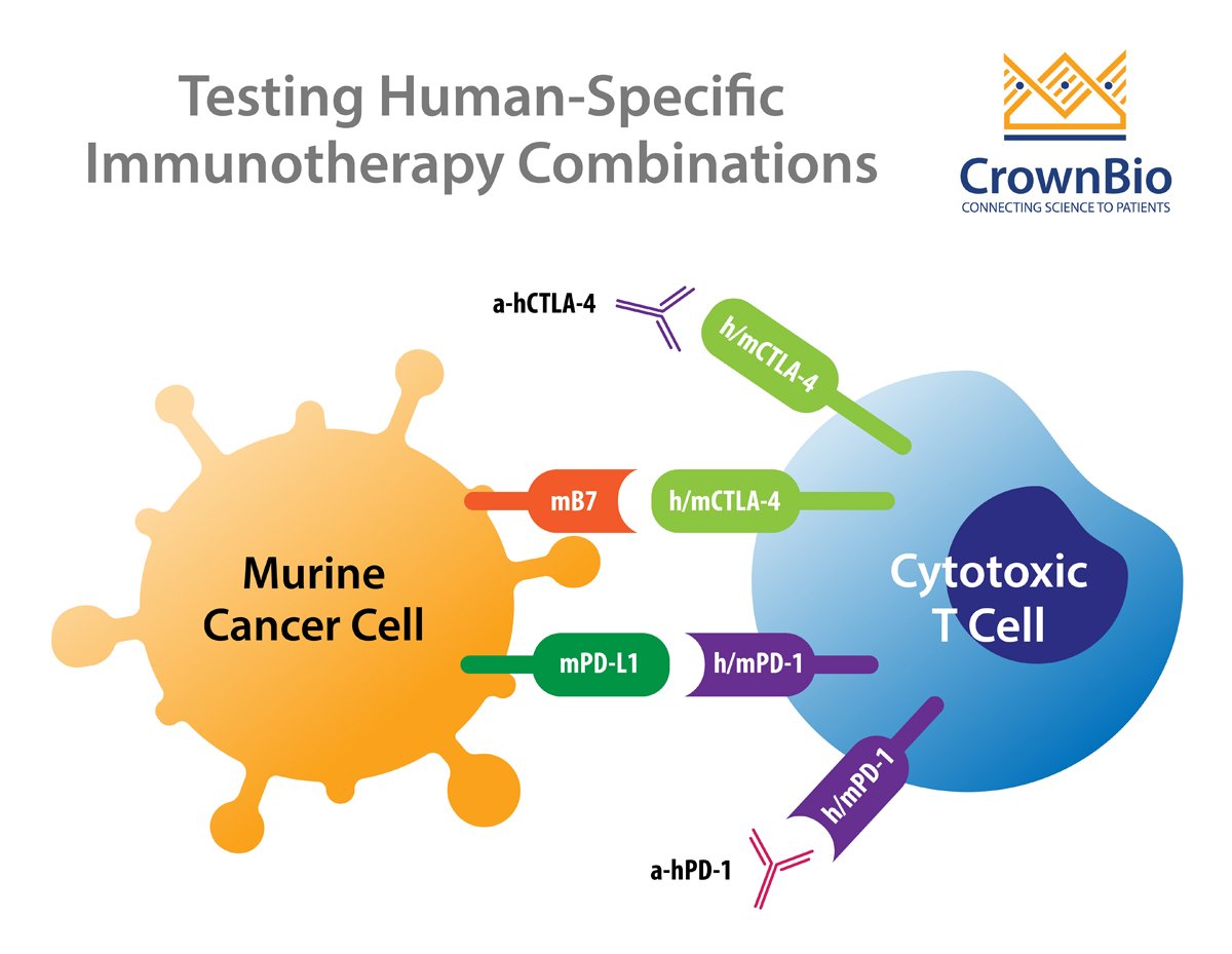 How to Test Human-Specific Combination Immunotherapies In Vivo