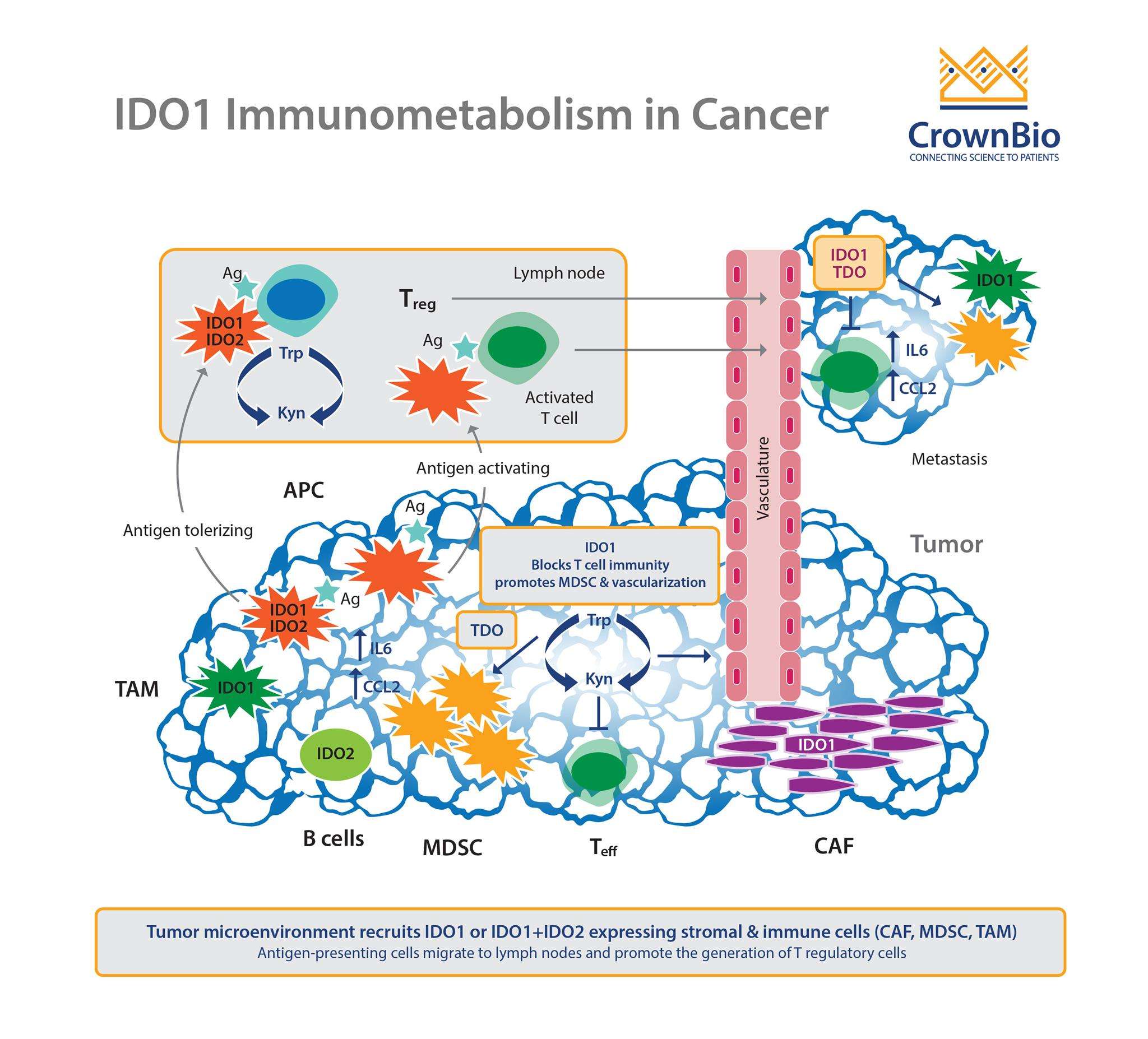 IDO to I DON’T – IDO1 Inhibitor Development News