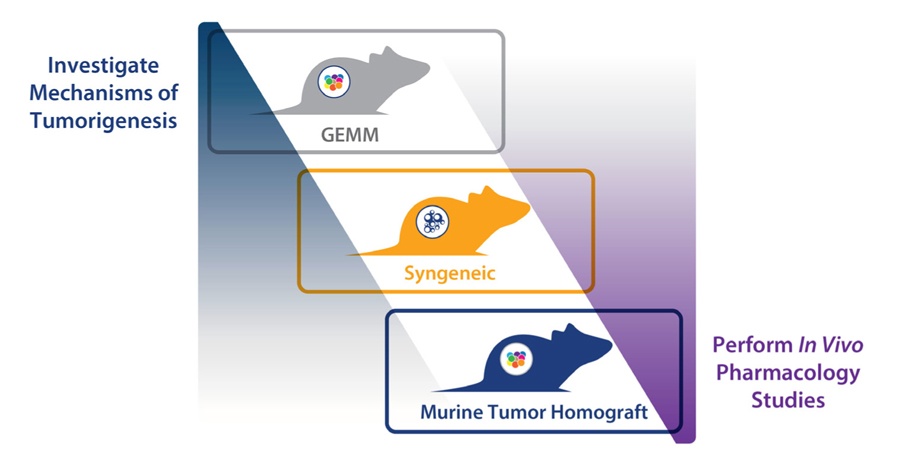 Immunocompetent mouse models for immunotherapy assessment, syngeneics and murine tumor homografts immuno-oncology efficacy assessment, GEMM MoA