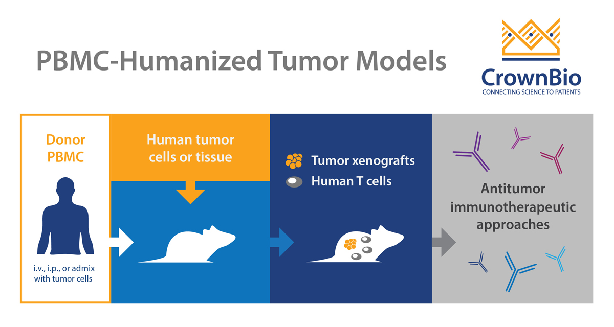 Beginners Guide to PBMC Humanized Tumor Models