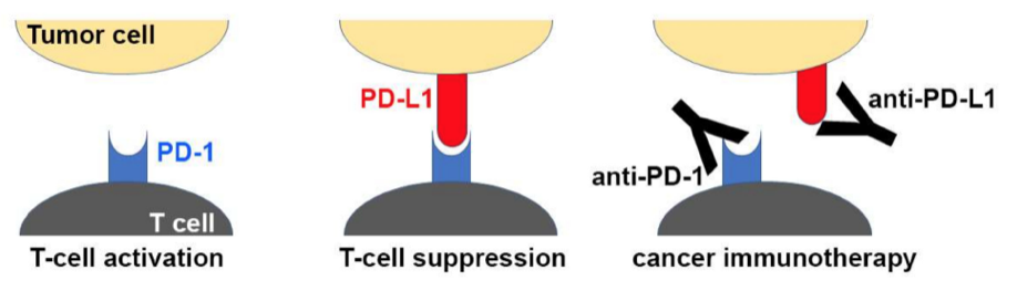 A Brief Introduction To PD-1 Antibodies And Immunotherapy, 40% OFF